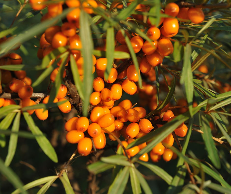 Sea Buckthorn Berry