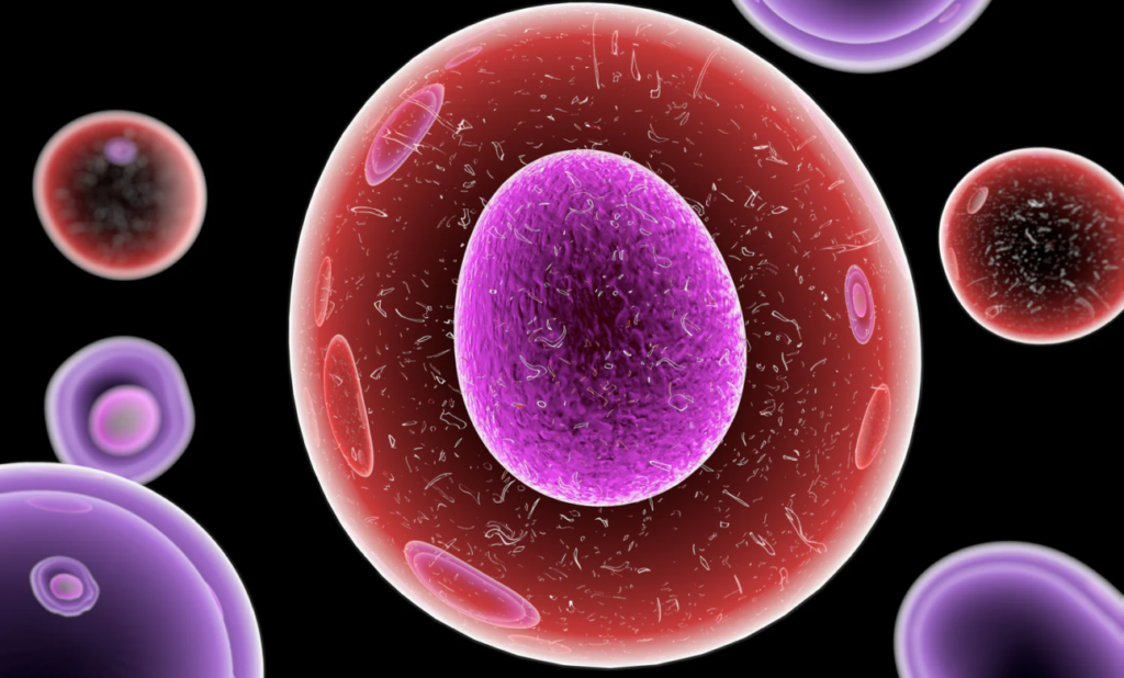 What Is The Role Of Stem Cells ?