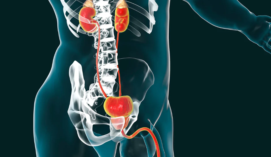 How Your Own Stem Cells Can Support Kidney Function