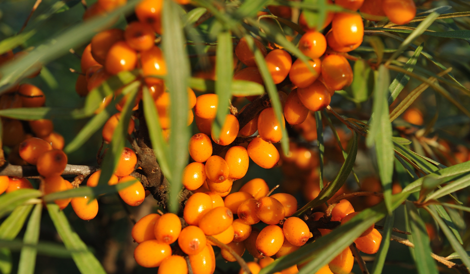 Sea Buckthorn Berry