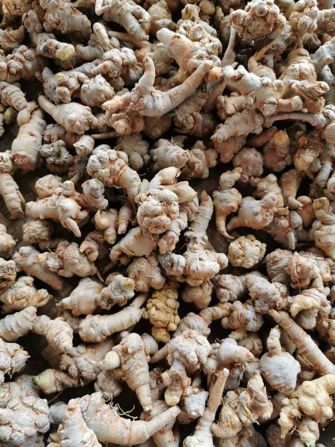 panax-notoginseng